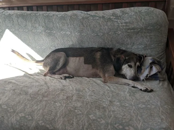 La panza de mi perro no tenía suficientes píxeles para cargar correctamente 