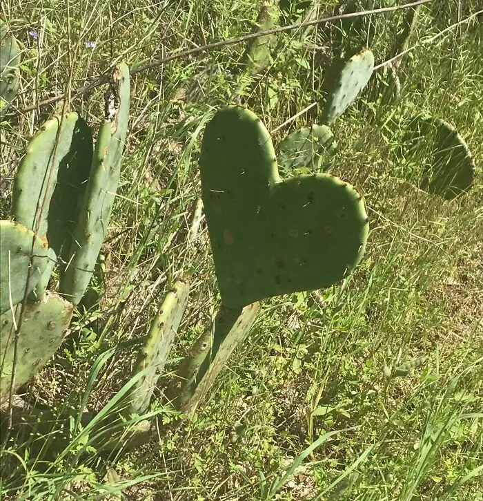 This Perfect Heart Shaped Cactus I Found