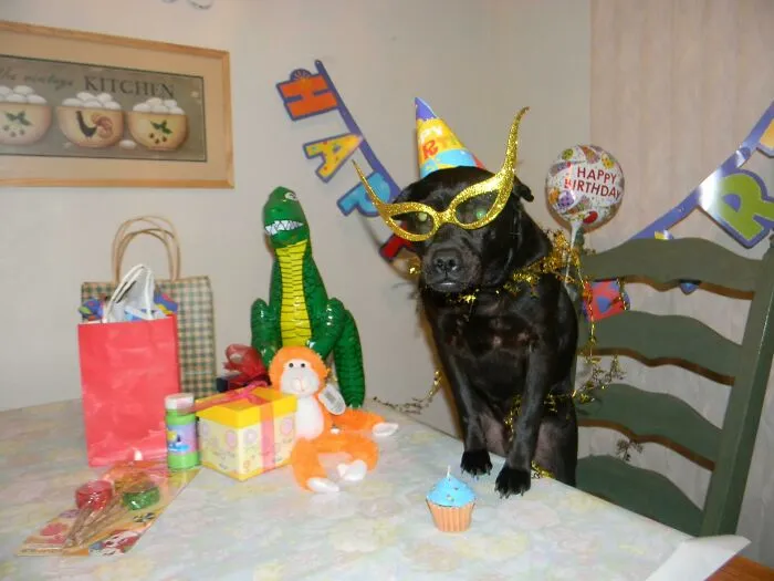 My Mom Celebrated My Dogs Birthday... I Go To College And This Is What Happens