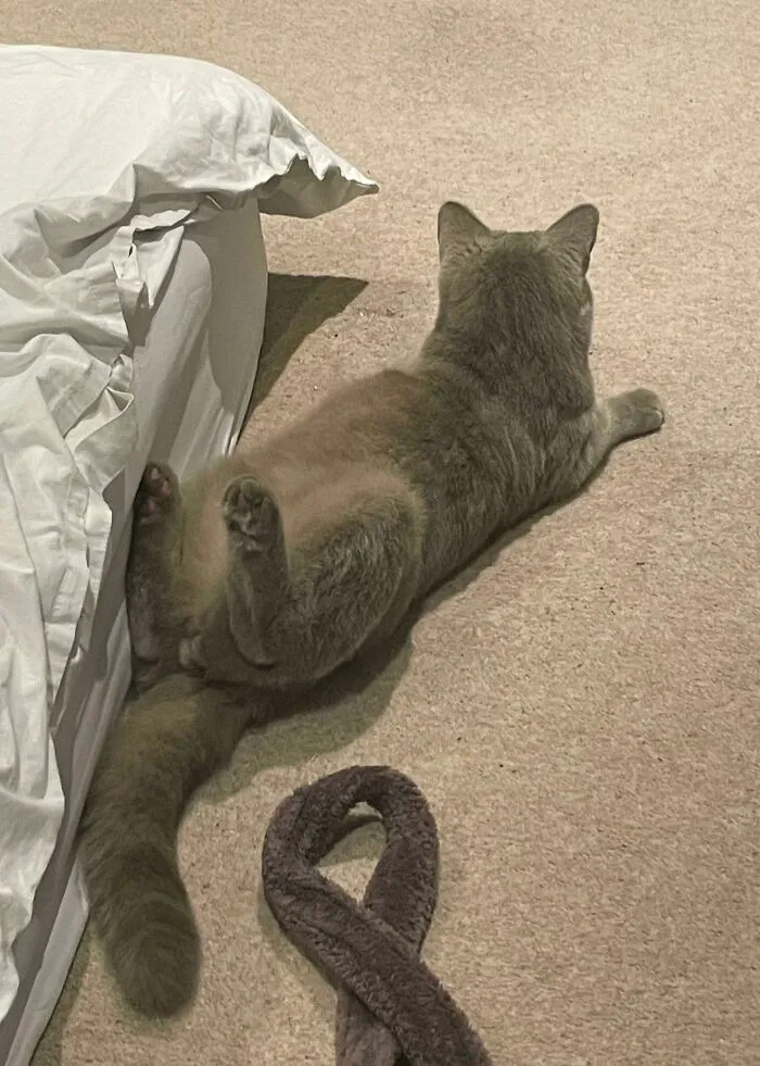 Parece que hemos adoptado a un gato sin columna vertebral 
