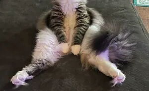 45 Times Cats Confused Their Humans So Much, They Got Posted On The “What’s Wrong With Your Cat” Online Group (New Pics)