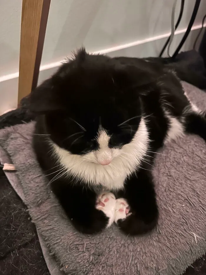 Not Sure What Gang Sign My Cat Is Doing