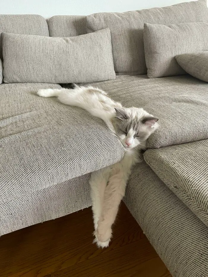 Se está cayendo entre los cojines del sillón y sigue durmiendo 