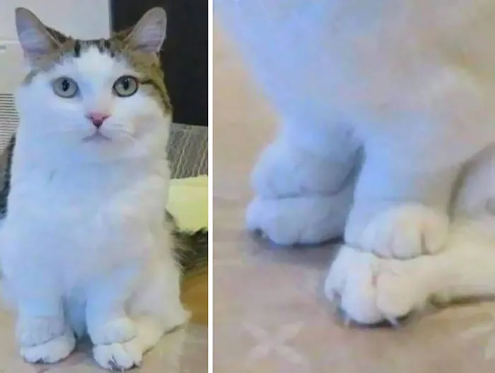 Peets On Feets