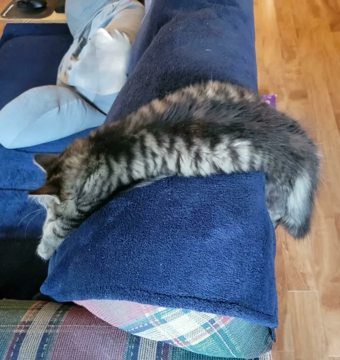 Anybody Got A Bike Pump? My Cat Deflated