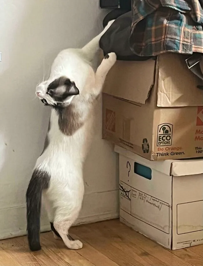My Friend Who Does Not Reddit Gave Me Permission To Share Her Cat