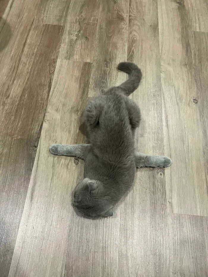 Así duerme mi gato 