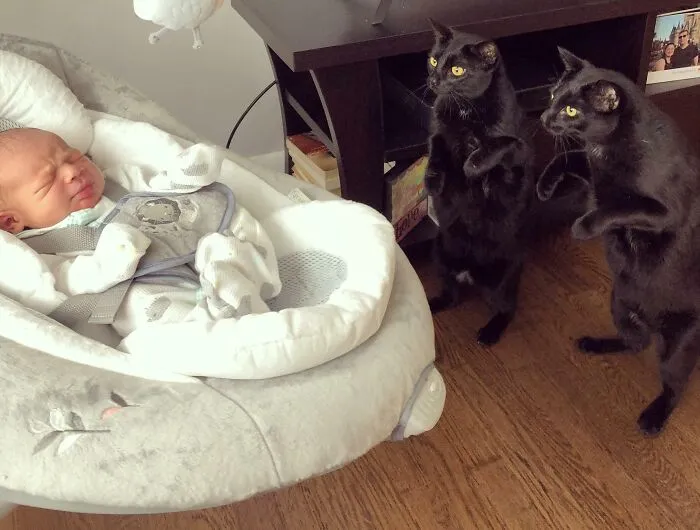 My Twin Cats Meeting Their New Baby Brother