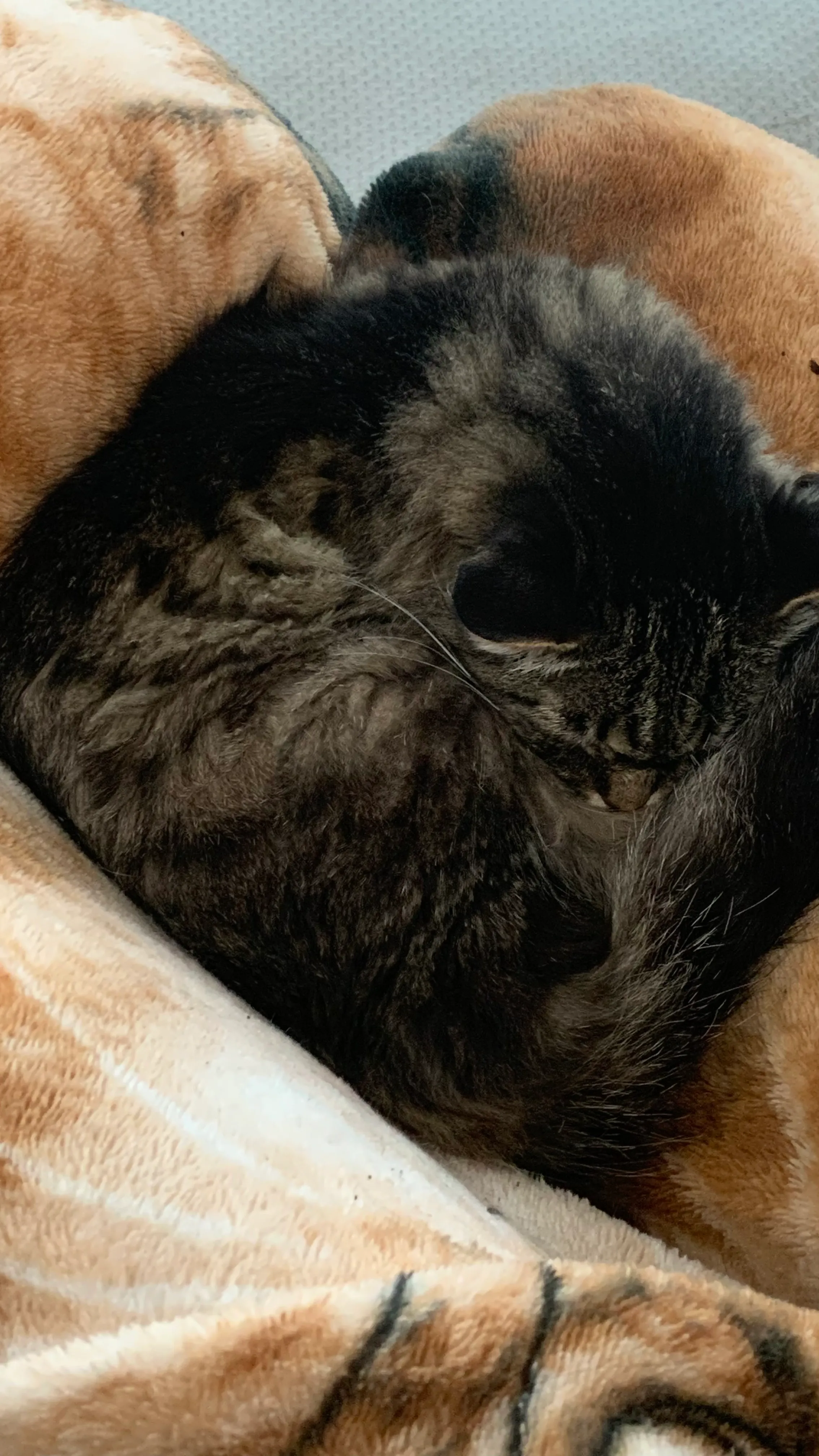If You’ve Caught Your Pet Sleeping Please Show It