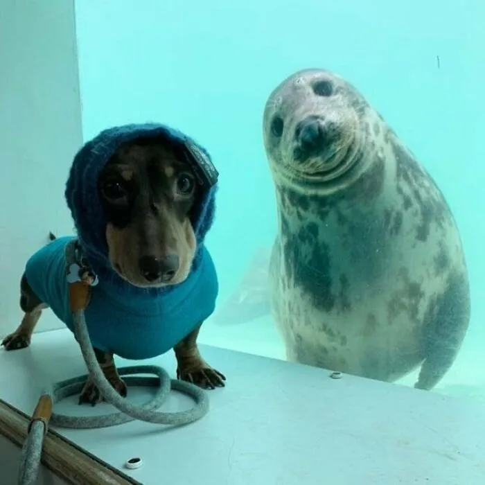 Stanley (Left) And Aayla Are Good Friends