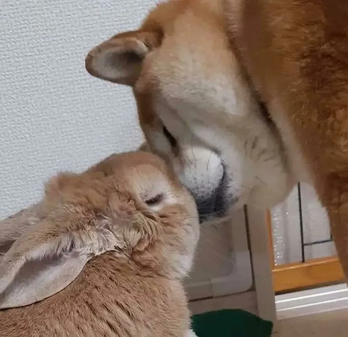 Awhh Look At Them Giving Boop To Each Other! So Cute