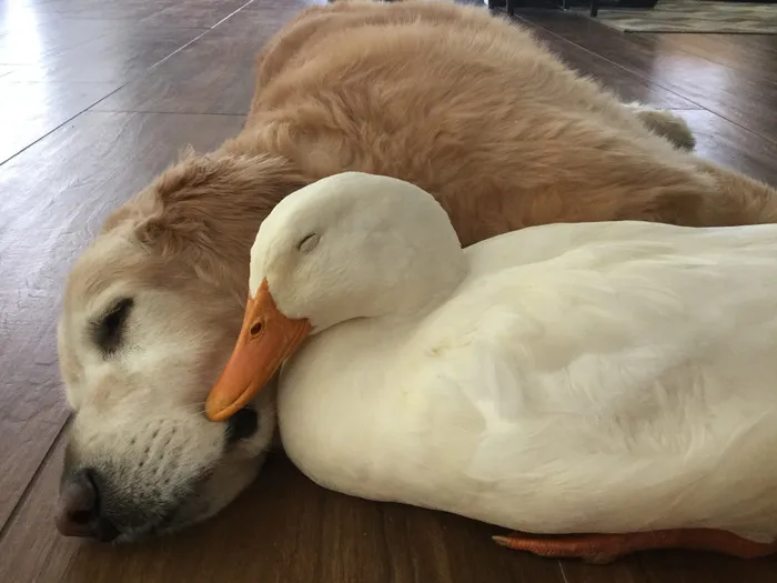 They Are Comfortable With Eachother