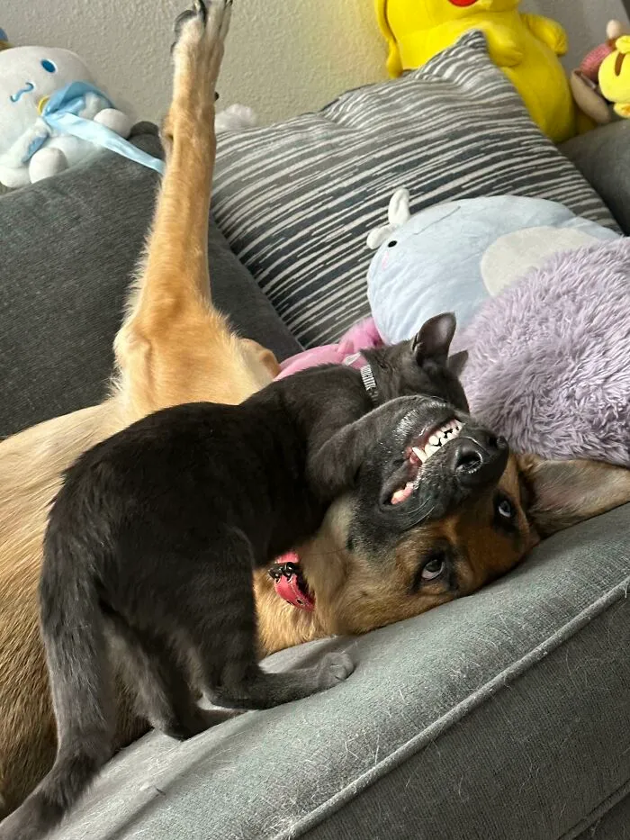 Couldn’t Get Another Dog But I Managed To Find Him Another Friend