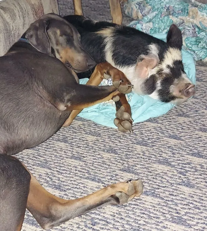 Snoozin