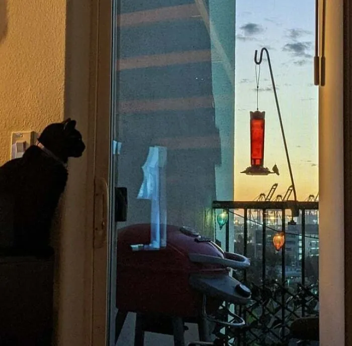 My Cat Is BFF With A Hummingbird