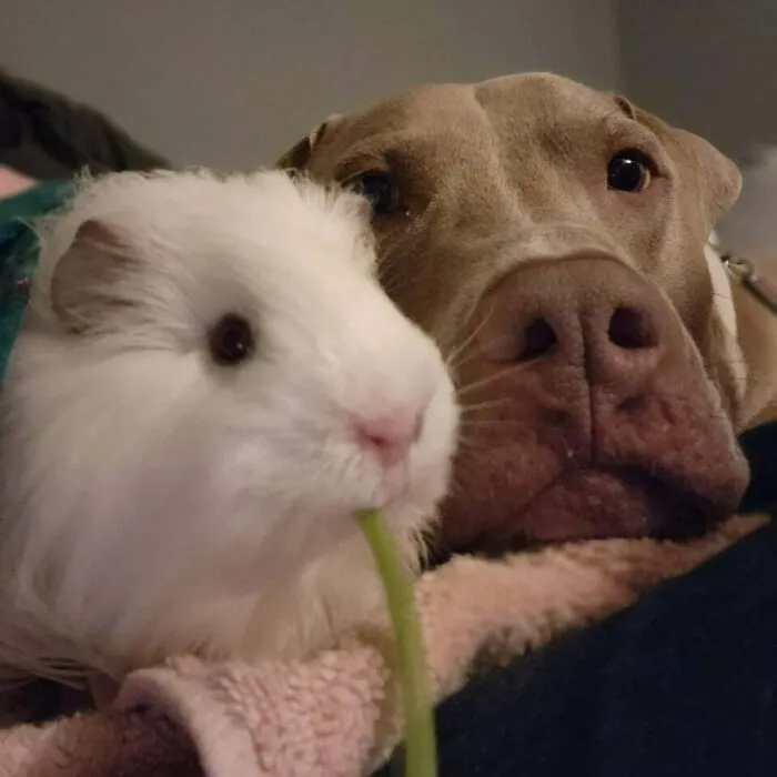 Post-Bath Parsley & Snuggles 