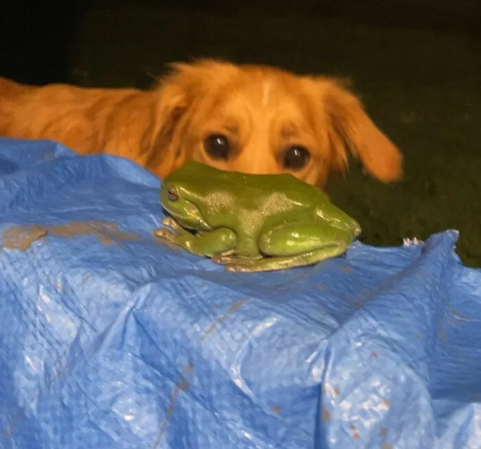 What The Heck Is This In My Yard?! His Bark Is A Little Croaky 
