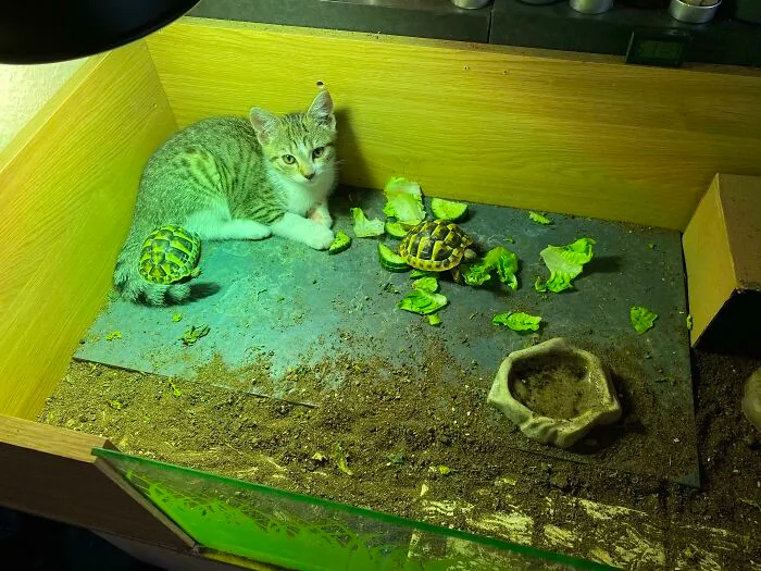 My Kitten Has Found The Warmest Spot In The House