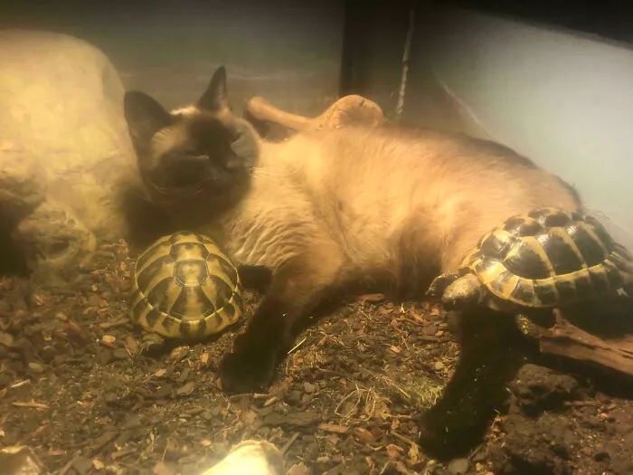 Anyone Else Have A Weird Animal BFF Combination In Their Home?
