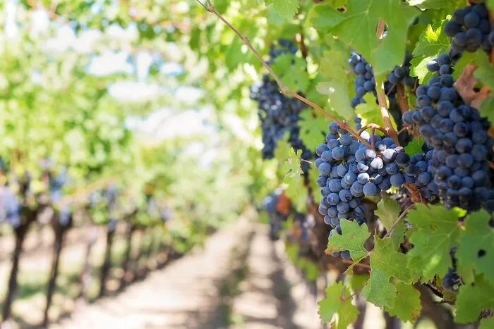 Spain Produces A Lot Of Wine