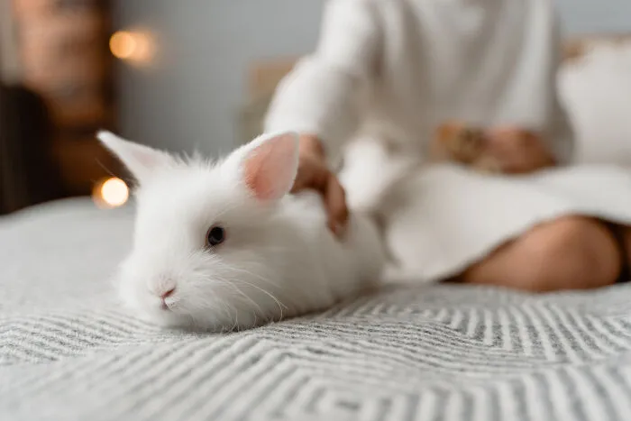 Spain Means The Land Of The Rabbits