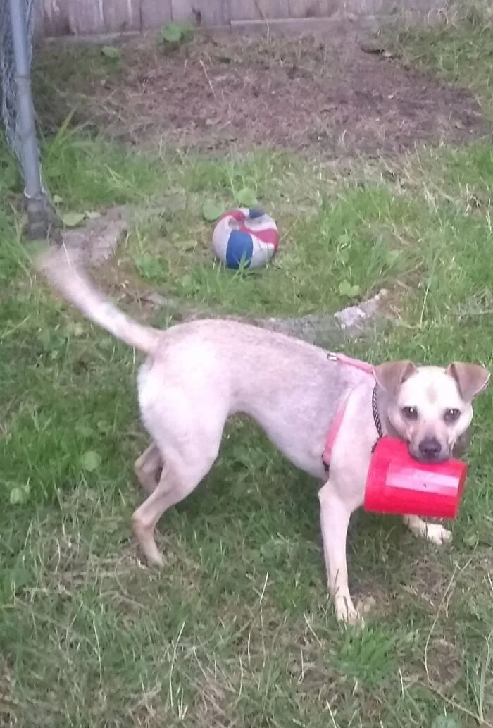 Ginger Also Ignores Her Toys And Steals Things From My Yard Sale To Play With Instead