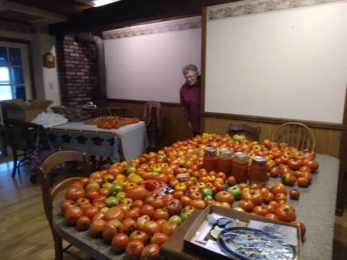 La cosecha de tomates de mi abuela de 91 años este año