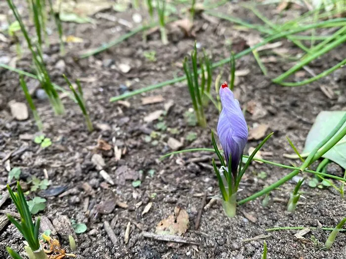 ¡Cultivé azafrán! En Michigan