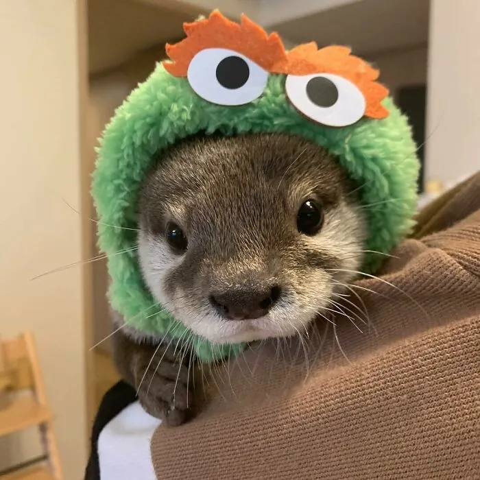 Baby Otter