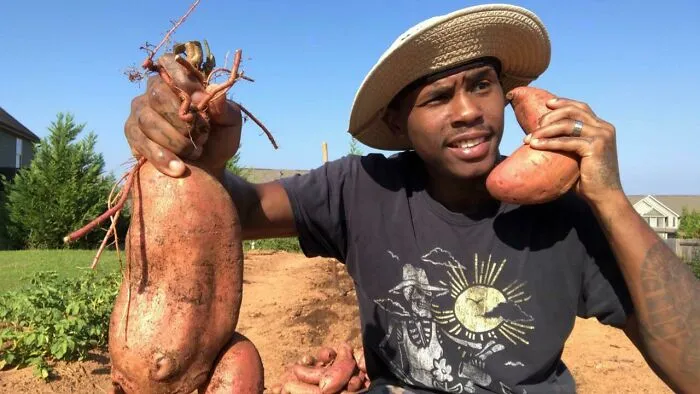 Sweet Potato Harvest