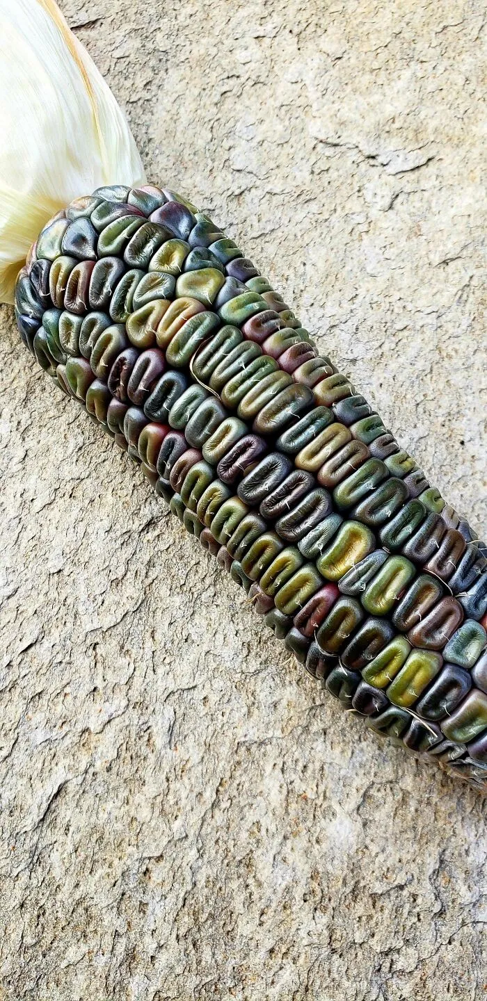 Mi elote verde oaxaqueño luce casi iridiscente