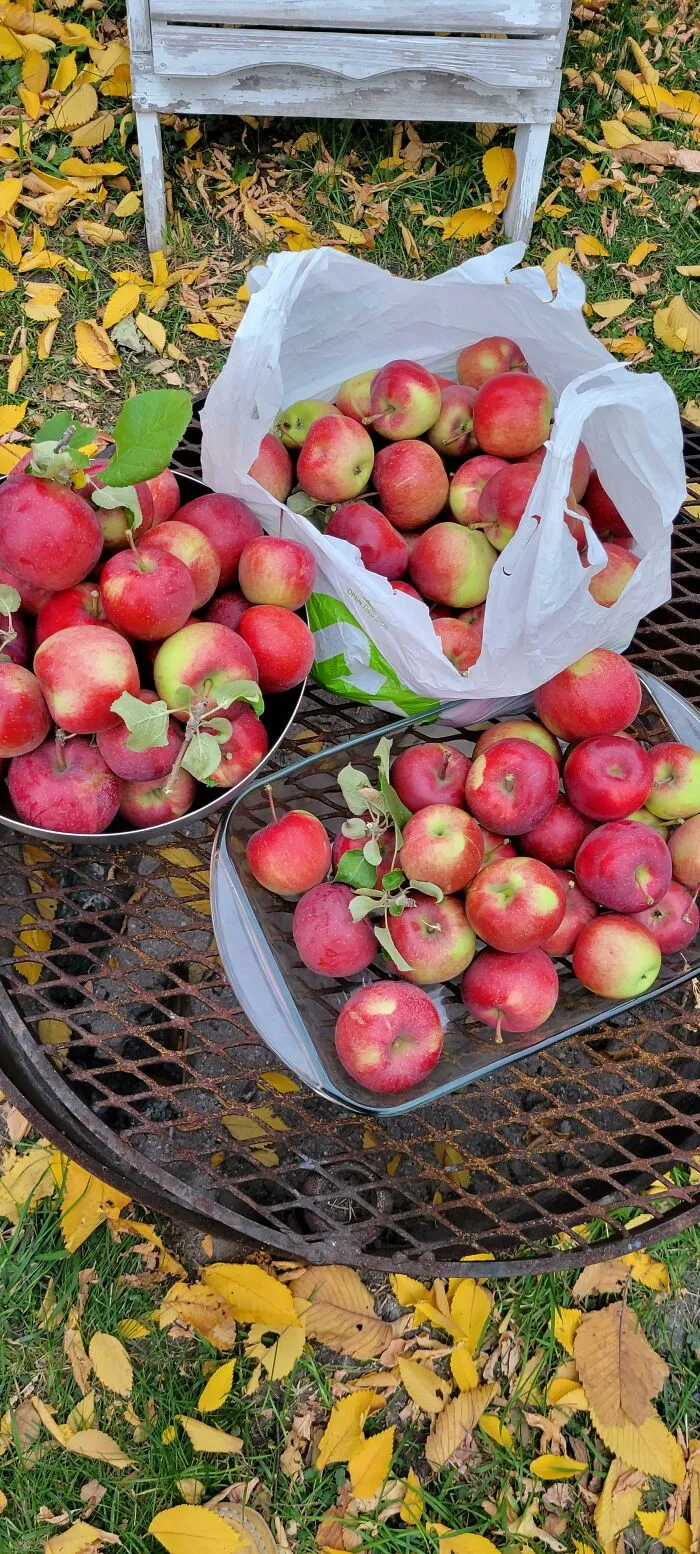 La cosecha de manzanas de este año. Es un árbol pequeño, ¡pero lo hace lo mejor que puede!