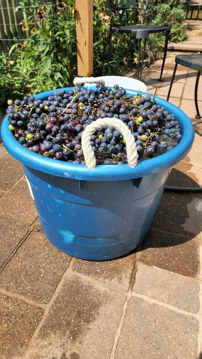 Mi parra de 99 centavos de Lowes nos dio 25 kilos de uvas