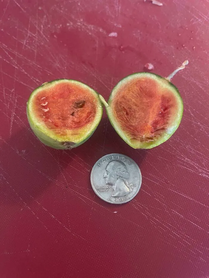Watermelon Harvest ‘22