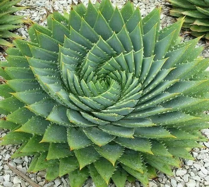 ¡Sé que este subreddit apreciaría esta belleza!