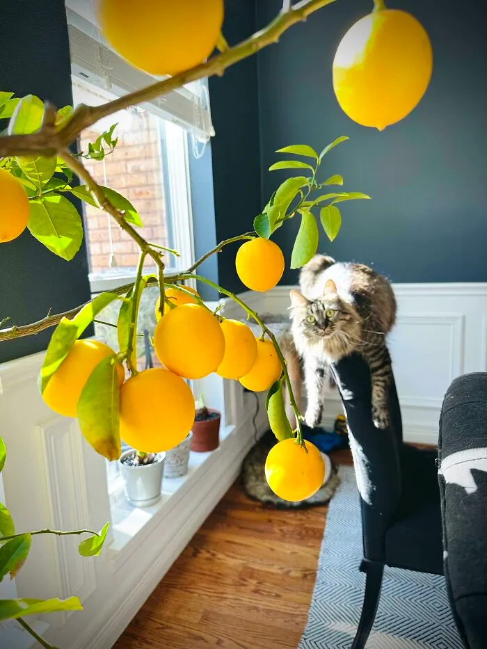 Sólo mi limonero y un gato avellana colgante