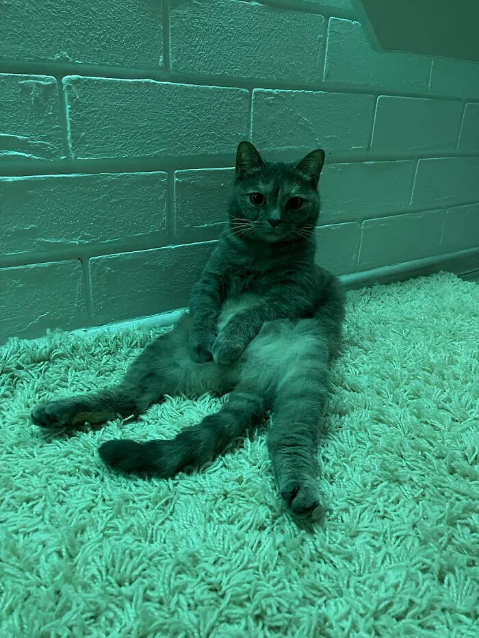 Adopté a este bebé de un refugio. Se sienta así todo el día... ¿Quizás está asustado en una casa nueva? No lo puedo entender