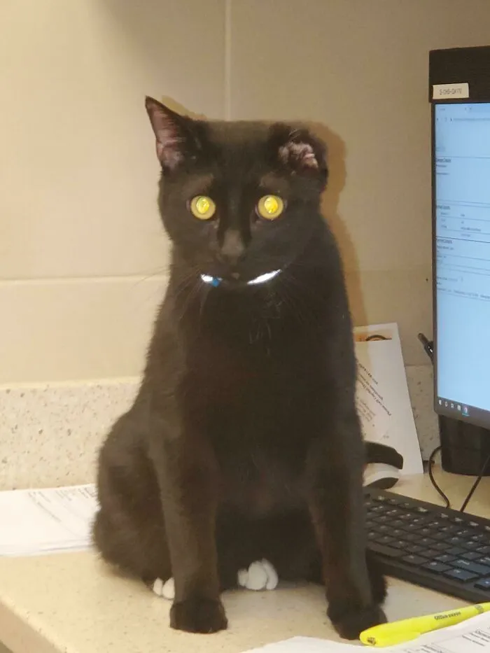 Yesterday I Posted How I Was Going To Adopt Vincent Today. A Kind Redditor Who Wants To Stay Anonymous Paid His Adoption Fees And Told Me To Pay It Forward. We're Home. The 1 Ear Cat And The 9 Finger Man