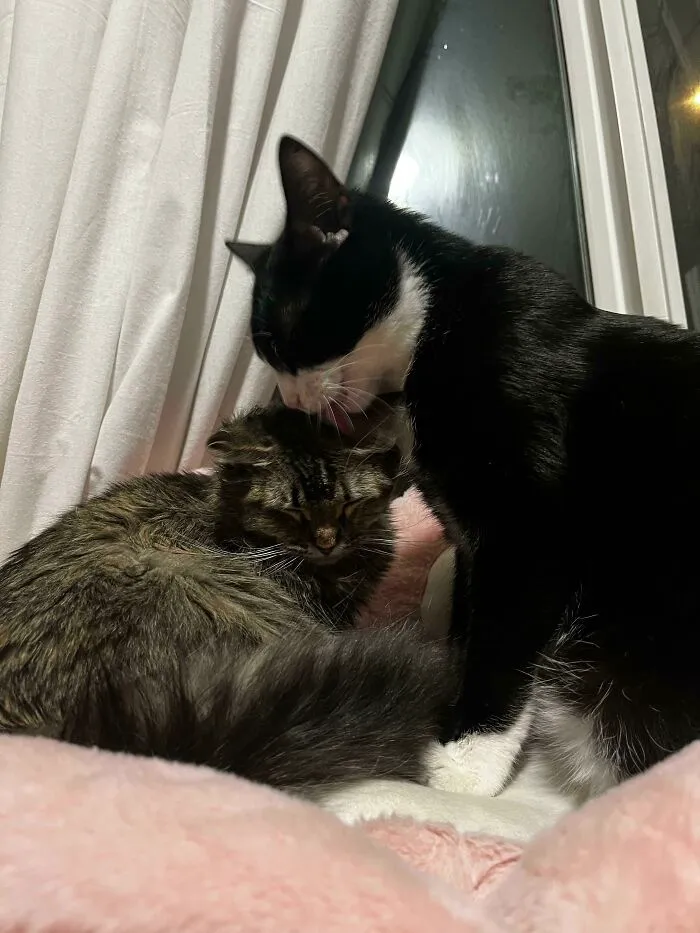 Mi gata rescatada ha adoptado a mi gatito de acogida