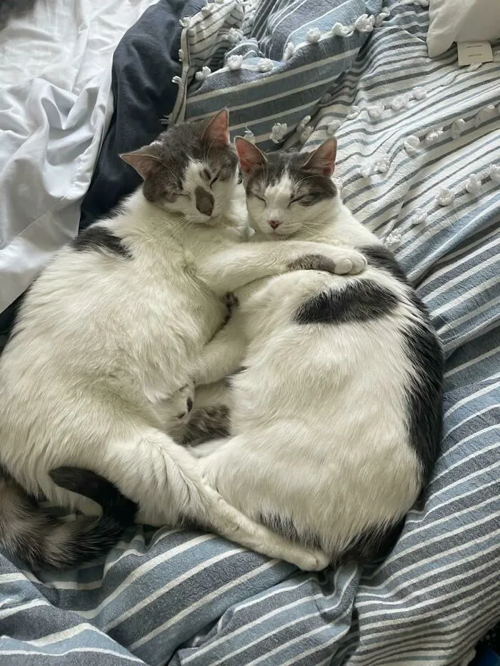Mi amiga decidió adoptar a unas hermanas. Así es como duermen