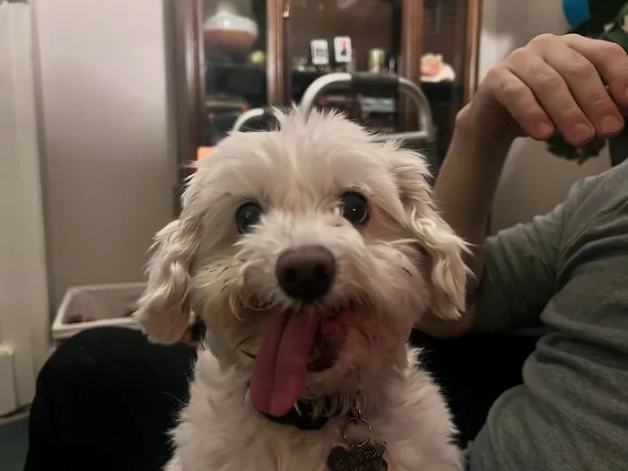 This Is Benji, My Friend's Toothless Rescue. His Smiles Are The Best!
