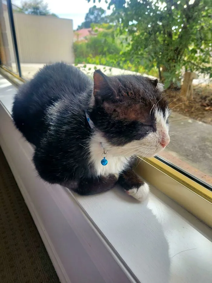 This Beautiful Boy Sat In A Shelter For Over 6 Months And Was The Only One That Didn't Get Adopted At An Event Last Weekend. He's Missing An Ear, Just Had Dental Surgery And Has A Few Bald Patches But My Girls And I Think He's Perfect. Meet Smooth Dylan (Shelter Name!)