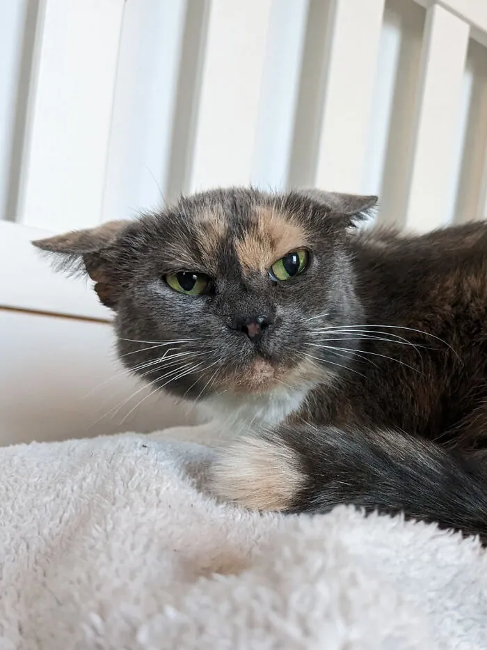 Adopté a una anciana fumadora con problemas de oídos, esta es la cara que pone después de su limpieza rutinaria de oídos