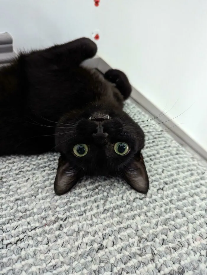 Thought We Were Adopting A Cat However, It Seems We Have A Vampire Bat! Meet Casper