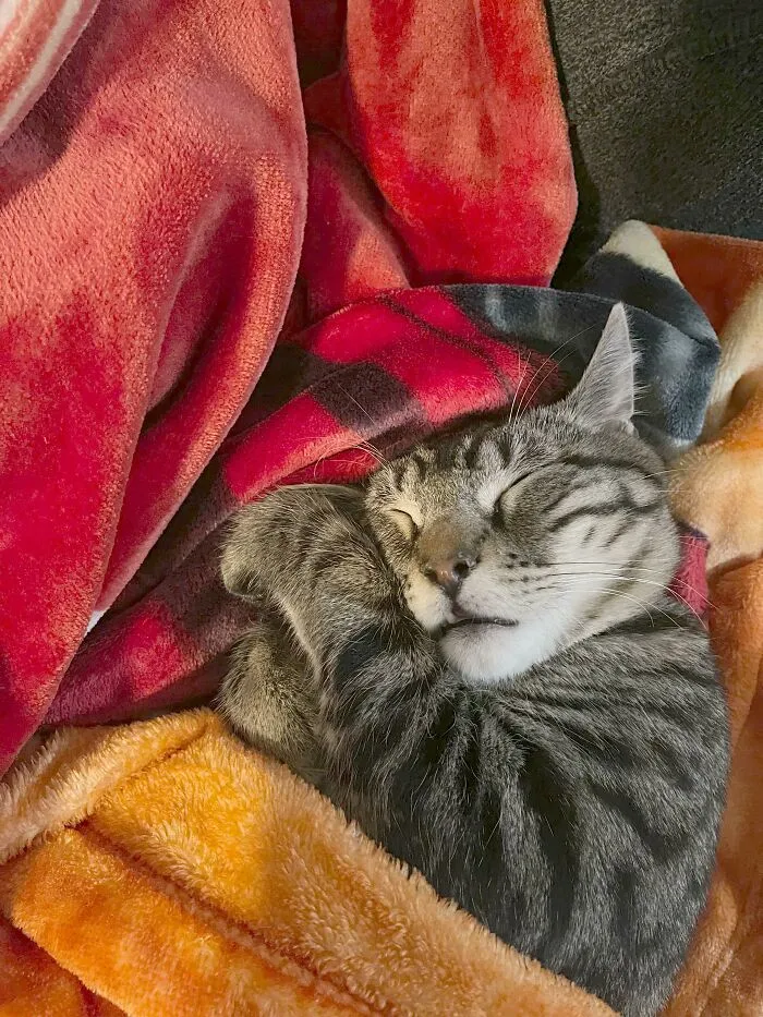 Thought We Were Adopting A Kitten…might Just Be A Stuffed Animal…done Nothing But Sleep For 3 Days 