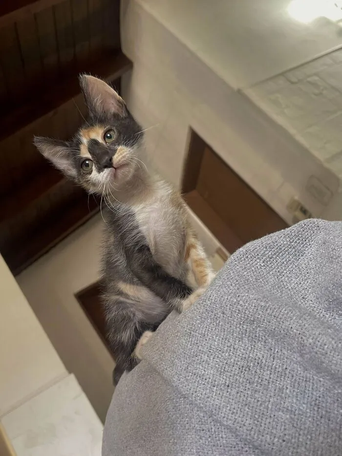 Adopté a este bebé callejero hace una semana