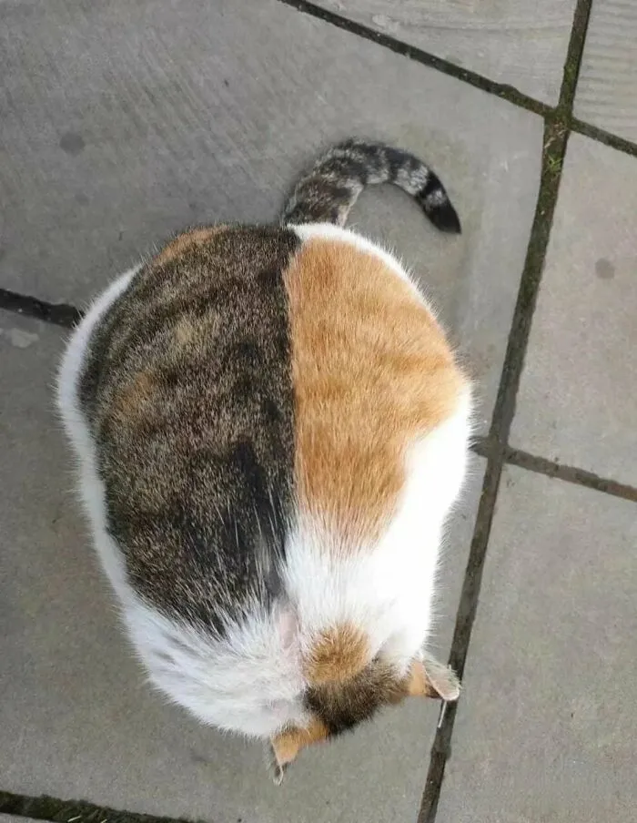He Has A Unique Color