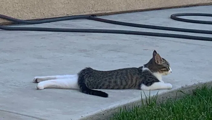 This Cat Looks Likes It's Wearing White Tights