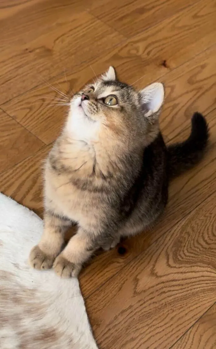 Acabo de adoptar a este tontorrón. Os presento a Ralph