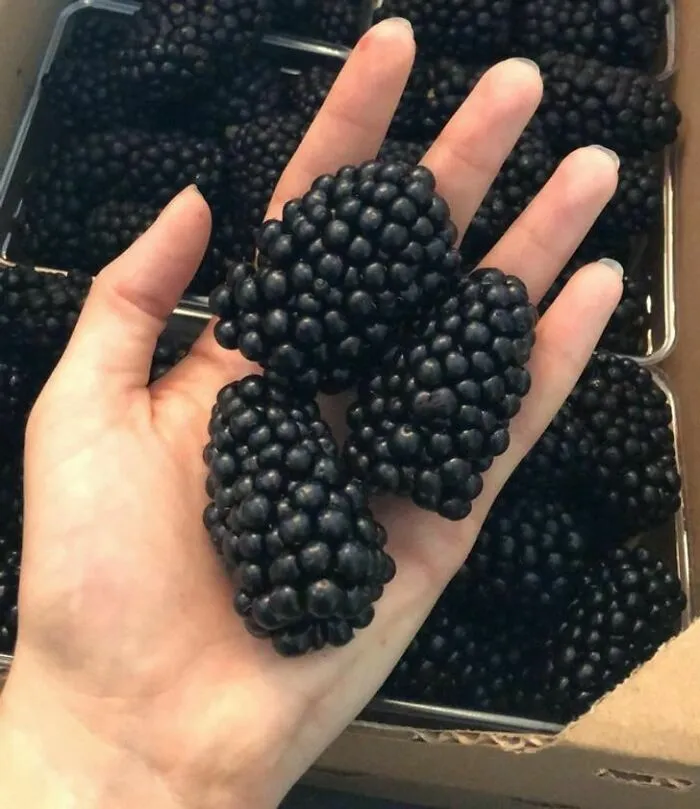 These Blackberries